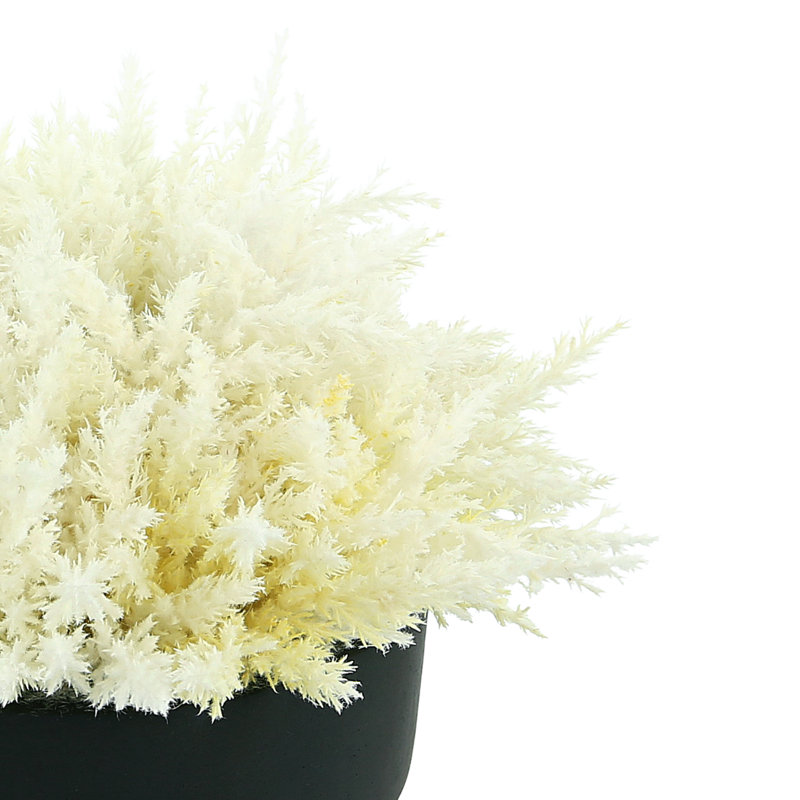 Pampas Grass in Round Fiberstone Planter