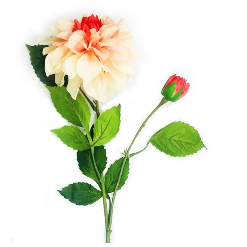 Dahlia vaporisateur, Corail