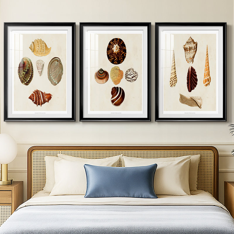 Knorr Shells IV  -Custom Framed  Premium Print W Matt - 3 Pieces