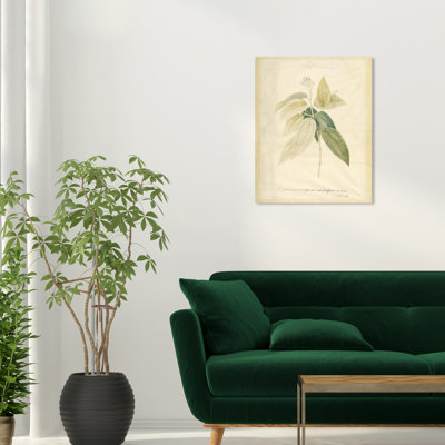 Jacquenette Cinnamomum sur toile