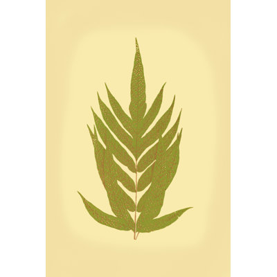 Lowes Fern II (PP)