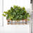 Pothos Ledge Plant Silk Plant