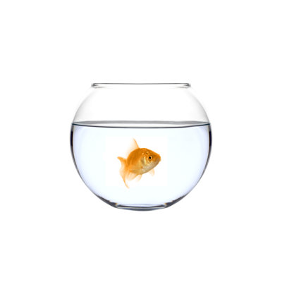 Golden Fish in a Bowl (Carassius Auratus) 1 Piece Wrapped Canvas Wall Art