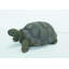 Turtle Statue