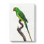 Alexandrine Parakeet - Wrapped Canvas Painting-55368919