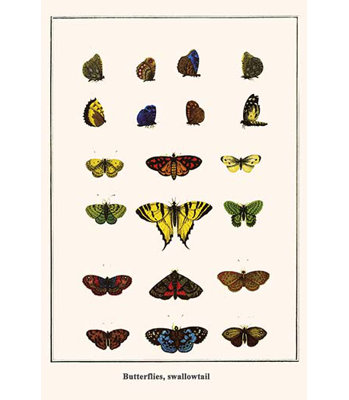 " Butterflies Swallowtail " by Albertus Seba