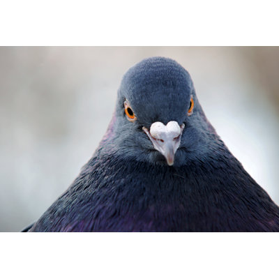 Pigeon gris - photographie sur toile tendue