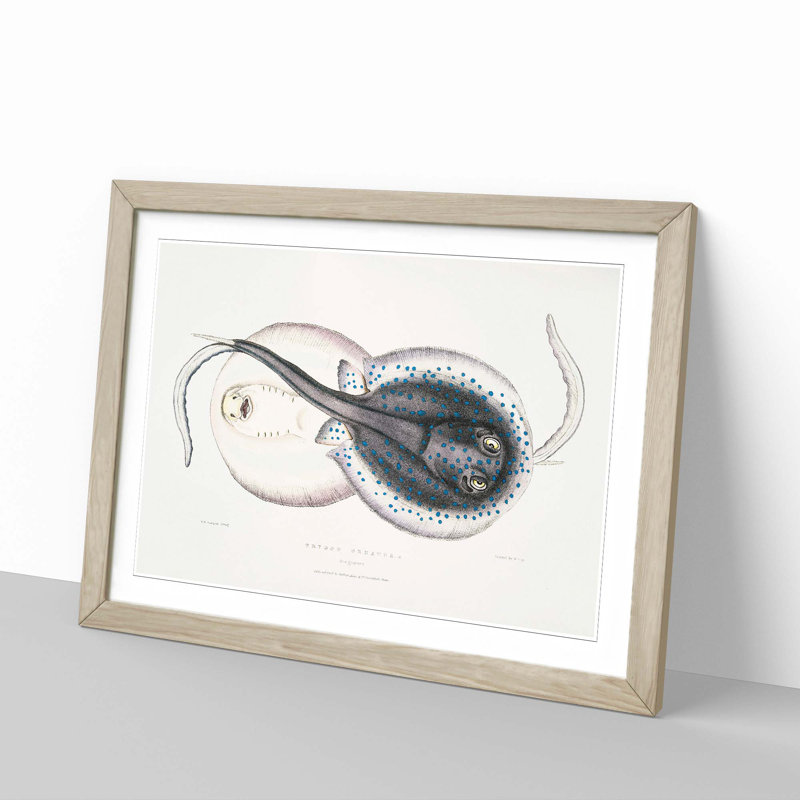 Trygon Stingray Illustration by John Edward Gray - Framed Print, 36cm H x 48cm W x 2cm D, Oak Framed