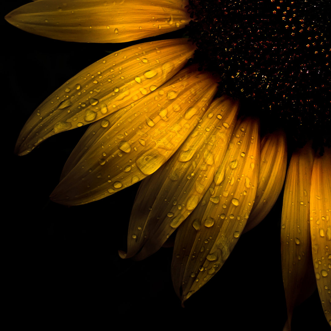 Leinwandbild Sunflower Detail von Brian Carson