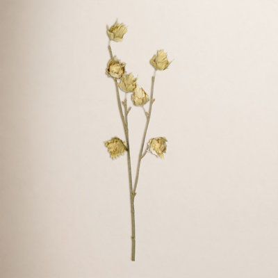 Benita Hibiscus Stems