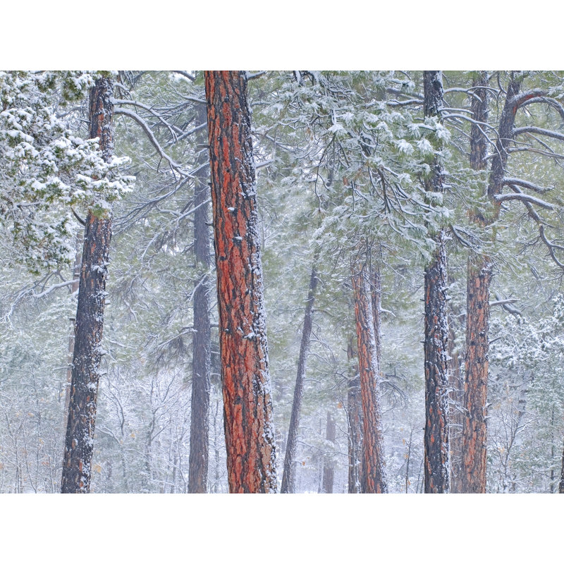 «Winter Ponderosa Pine Forest» par Bruce Heinemann - photographie, H 24 po x l 32 po, Toile tendue