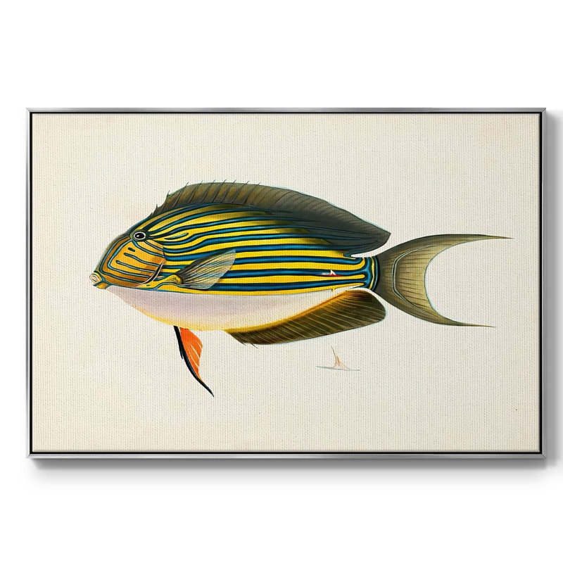 «Tropical Fish Collection I», reproduction sur toile, Encadrement argenté, H 27 po x l 41 po x P 2 po