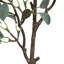 Jet d'eucalyptus