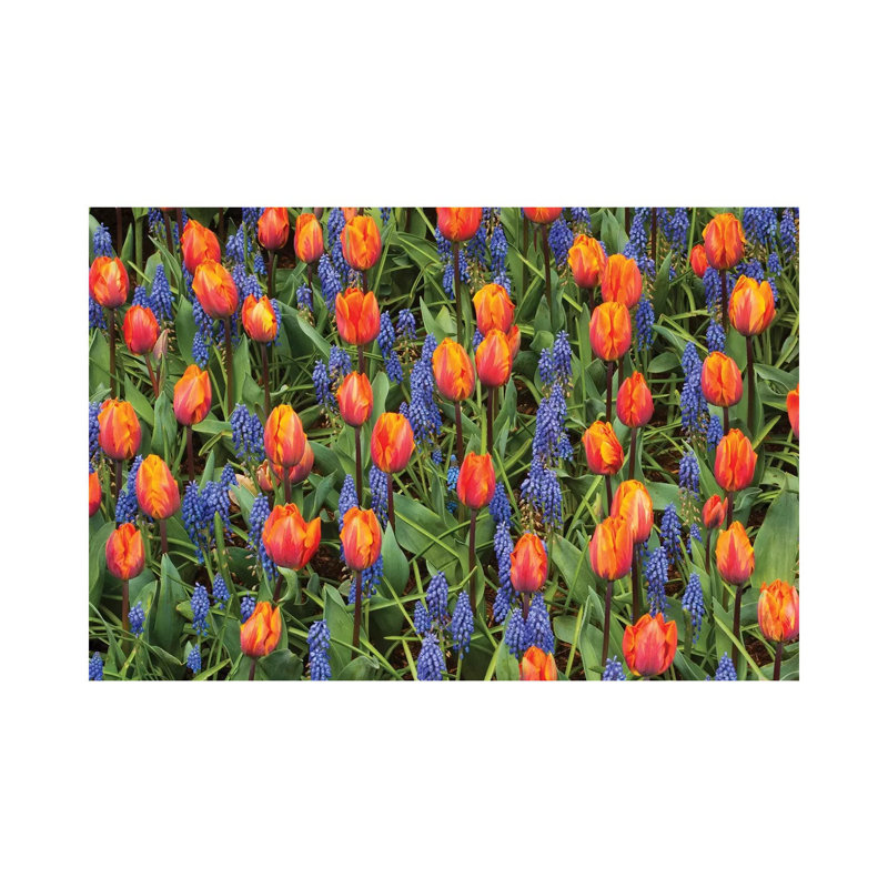 Tulip And Grape Hyacinth Flowers, Skagit Valley, Washington 1 Piece Wrapped Canvas Wall Art, 30.48 cm H x 45.72 cm W