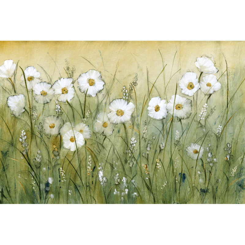 Daisy Spring II by Tim OToole - Wrapped Canvas Painting, 61 cm H x 91 cm W, Wrapped Canvas