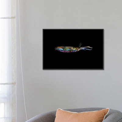 «A Bigfin Reef Squid off the Coast of Komodo Island in Komodo National Park I», impression sur toile