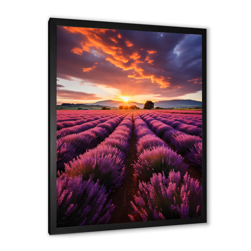 Espagne, champs de lavande II - décoration murale florale, Cadre photo noir, H 20 po x l 12 po x P 1 po