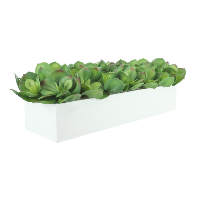 Arrangement Echeveria en pot de fibres, 7x25x9