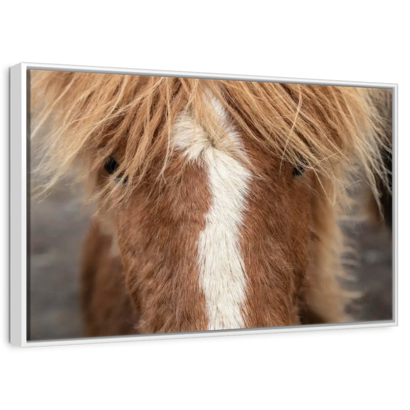 Gros plan d'un cheval Islandais, Cadre flottant blanc, 31 po x 21 po