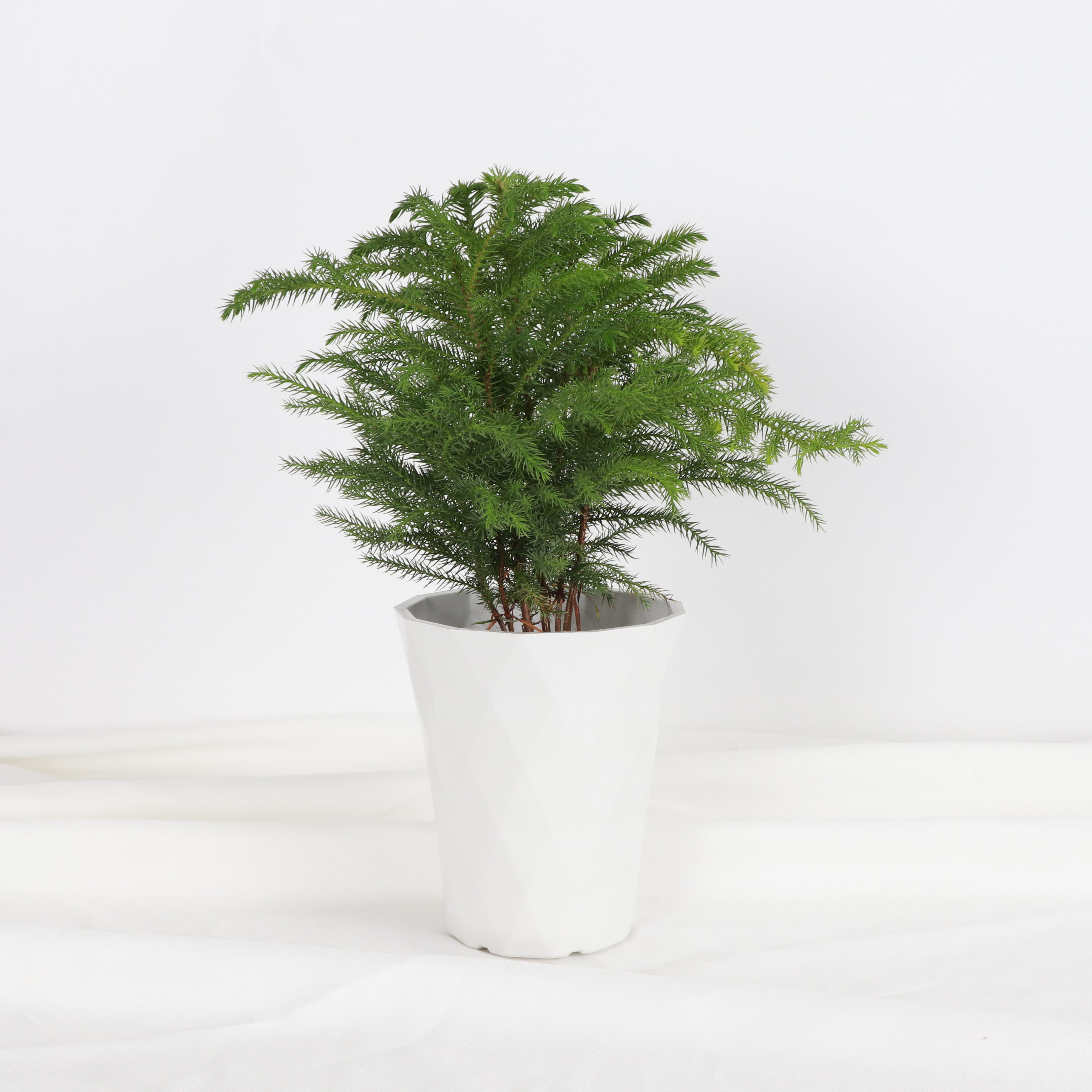 Thorsen's Greenhouse Live Norfolk Island Pine Plant in Modern Planter ...