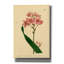 Art mural sur toile Salx à fleurs Ixia par Art Licensing Studio, 18 po x 26 po