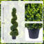 120cm Plant