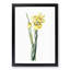 Monnieri Iris Flower by Pierre-Joseph Redoute - Picture Frame Art Print-55610182-55610184