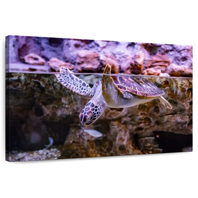 Brampt Turtle Aquarium, 24" H x 36" W