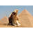White Camel Resting Pyramids Cheops - Wrapped Canvas Print-1040262167