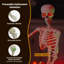  Halloween Skeleton White Plastic