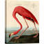 American Red Flamingo by John James Audubon - Wrapped Canvas Painting-1462760870