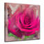 «Painted Petals XL», reproduction de photo sur toile tendue-28141320