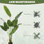 160cm Faux Bird Of Paradise Plant in Plastic, Cement Pot