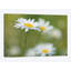 « marguerites », impression sur toile-33101161-72293588-72293589