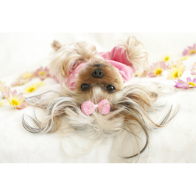 Yorkie par Liliboas, H 24 po x l 36 po