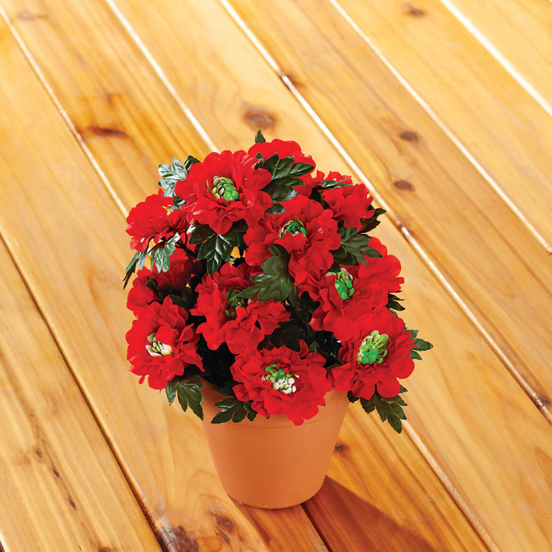 Œillet artificiel d'Inde OakRidge, Rouge