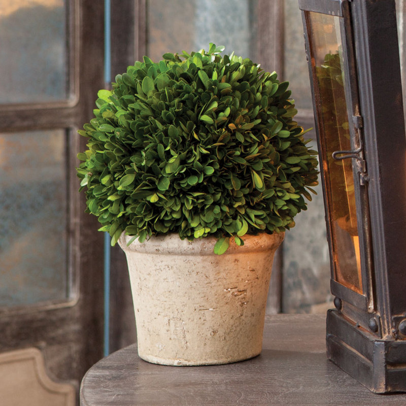 Travers Boxwood Topiary in Terracotta Pot, Medium