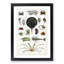 Crabs & Lobsters by Oliver Goldsmith - Picture Frame Painting Print-55510598-55510601