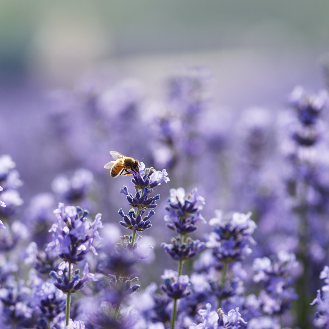 Lavendel und Biene von Jeff_Hu - Kunstdrucke auf Leinwand