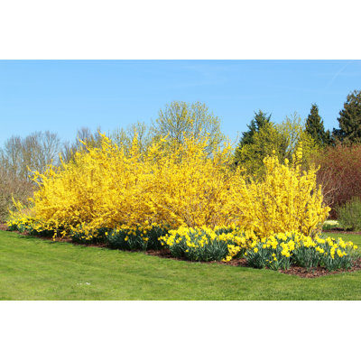 Yellow Forsythia and Daffodils by Basieb