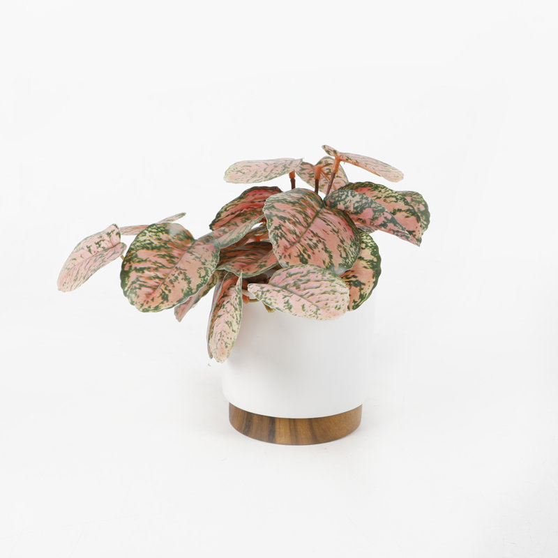 Plante traînante en céramique 4,25 po 4,25 * 4,25 * 4,25