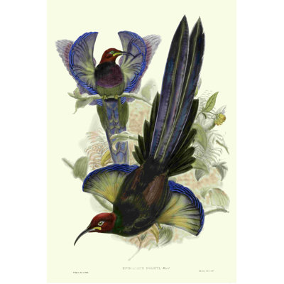 Gould, oiseau du paradis III