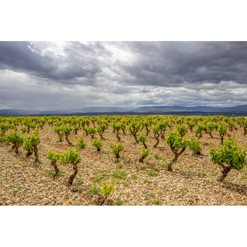 Vineyards In Navarre by Stanislava Karagyozova - Wrapped Canvas Print, 20cm H x 30cm W