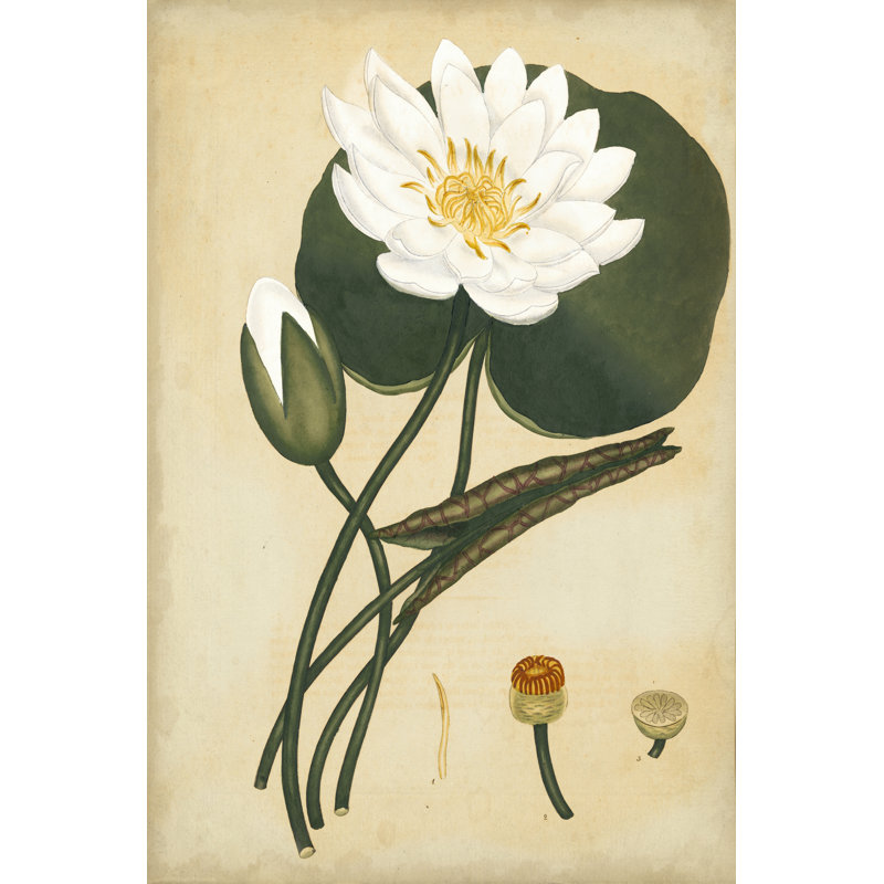 White Water Lily by Henry Andrews - Wrapped Canvas Painting, 30cm H x 20cm W x 3.8cm D