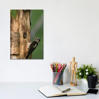 USA, WA. Female Hairy Woodpecker (Picoides Villosus) At Nest Chick In Western Washington. by Gary Luhm - Wrapped Canvas Gallery-Wrapped Canvas GiclÃ©e -  East Urban Home, DDED7D1B7EA64CCBB65FE3C5A2F298A1