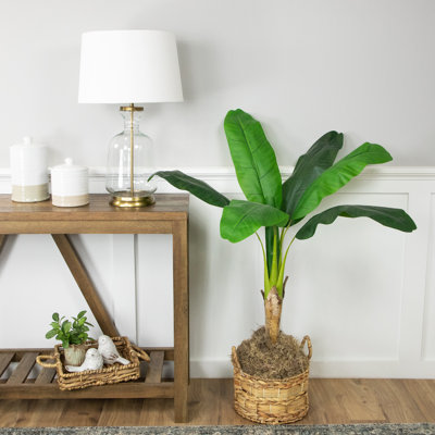 20 plantes