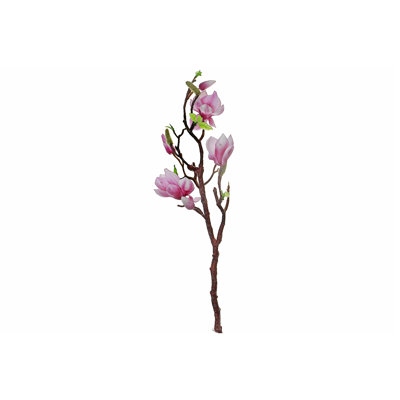Magnolia grand jet rose