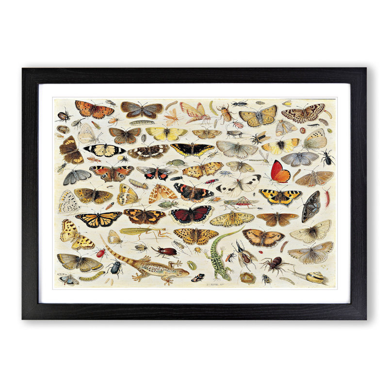 Butterflies and Insects Vol.1 by Jan Van Kessel - Picture Frame Painting, Black Framed, 48cm H x 65cm W x 2cm D