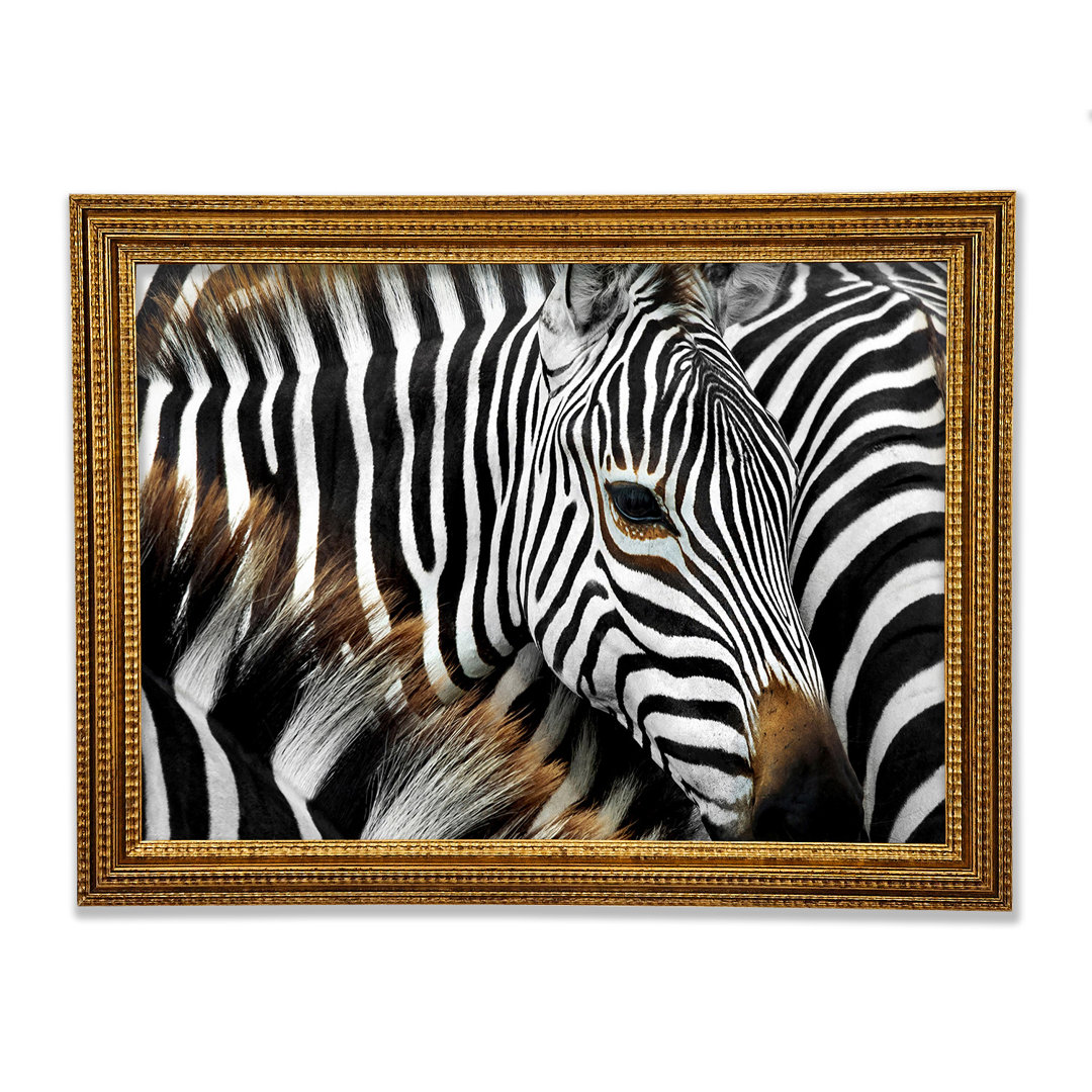 Zebra Huddle - Druck