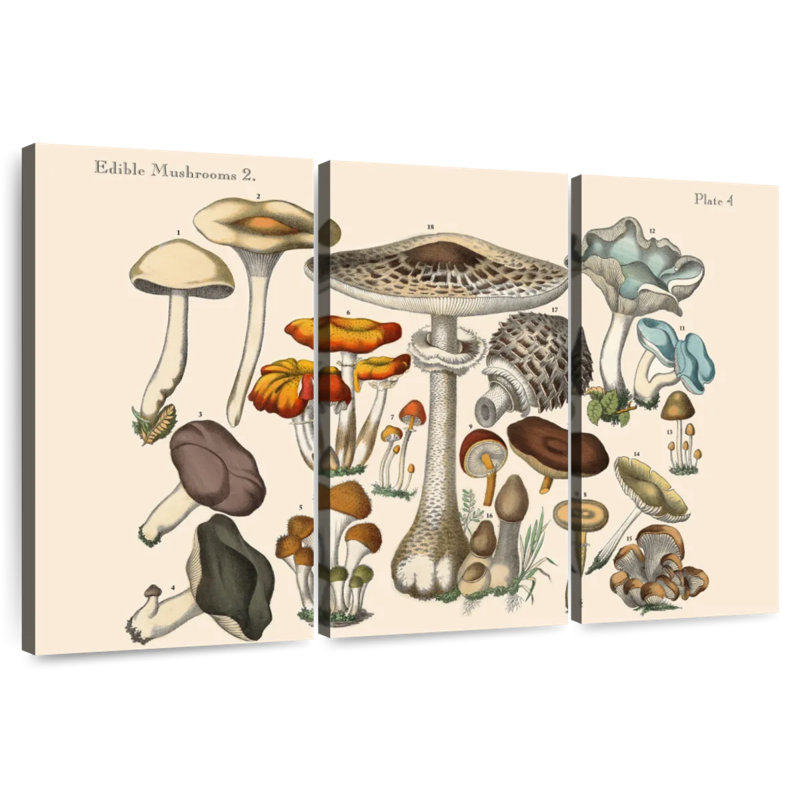 Champignons comestibles Yarlin, H 48 po x l 74 po